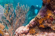 Scuba Diving in Cozumel Island