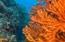 Scuba Diving in Cozumel Island