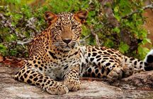 Jeep Safari to Yala National Park With an Expert Of Wild Life