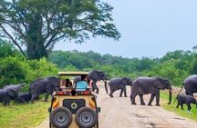 Jeep Safari to Yala National Park With an Expert Of Wild Life