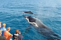 Mirissa Whale watching, Stilt Fishing & Turtle Tour From Colombo