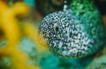 Local Dive in Playa del Carmen
