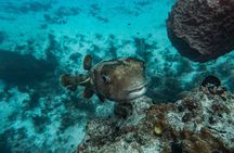 Local Dive in Playa del Carmen