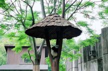 1-Day Chengdu Layover Tour: Panda Base, city central with Round Airport Transfer