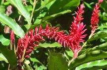 Isle of Spice Adventure Tour