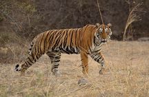 Bangalore to Nagarhole National Park: Wilderness Retreat