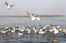 Nal Sarovar Bird Sanctuary & Lothal Day Tour from Ahmedabad