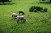 London to Cotswolds Day Tour