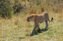 6 Days in Masai Mara- lake Nakuru- Amboseli National Park
