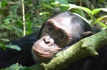 2 Days of Chimpanzee Trekking - Nyungwe National Park