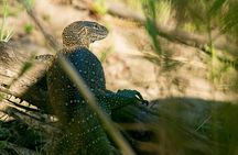 2-Hour Lunch Cruise on the Zambezi River