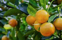 Quba, Gabala and Shaki, 2 days on each city, price for 2 person