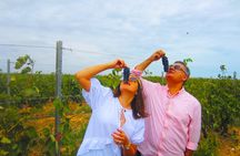 Wine Tour Baku
