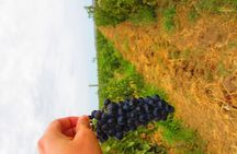 Wine Tour Baku
