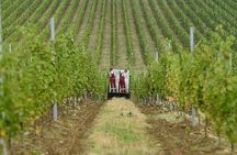 Organic Wine Tour Shamakhi with Local Lunch