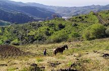 Axarquia VIP Wine Tour with Gourmet Winery Lunch Experience