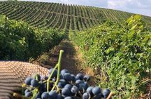 Wine Tour Ismayilli with Local Lunch