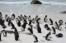 Half Day Boulders Penguins and Cape Point Small Group Tour