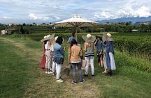 Lake Garda: Wine Tour & Tasting Experience in Bardolino area