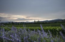 Lake Garda: Wine Tour & Tasting Experience in Bardolino area