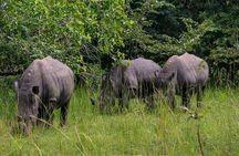 1 day Rhino tracking in Uganda (Ziwa Rhino Sanctuary
