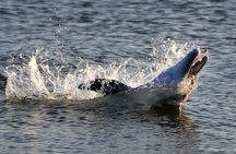 Sunset Tour Mangrove, Dolphins, Manatee #1 Rated in Cocoa Beach