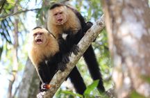 Damas Island Kayaking Mangrove Tour from Manuel Antonio