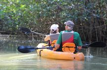 Damas Island Kayaking Mangrove Tour from Manuel Antonio