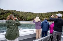 Stewart Island Wild Kiwi Encounter