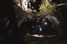Stewart Island Wild Kiwi Encounter