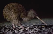 Stewart Island Wild Kiwi Experiences