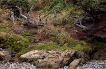 Stewart Island Wild Kiwi Experiences