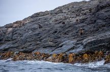 Stewart Island Wild Kiwi Experiences