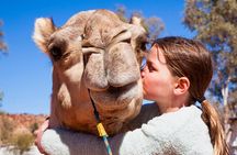 Alice Springs Camel Tour