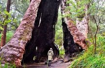 Albany Southwest Wilderness Day Tour - Fly From Perth