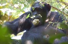 2 days Chimpanzee Tracking and Canopy Walk Nyungwe