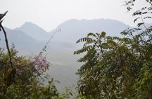 2 days Chimpanzee Tracking and Canopy Walk Nyungwe