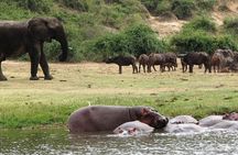 Safari to Bwindi Impenetrable Forest and Queen Elizabeth National Parks