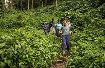 Safari to Bwindi Impenetrable Forest and Queen Elizabeth National Parks