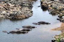 Day Trip to Selous National Park from Zanzibar or Dar es salaam