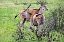 Day Trip to Selous National Park from Zanzibar or Dar es salaam