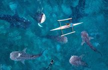 Cebu: Private Tour- Osmena Peak+Oslob Whaleshark+Tumalog Falls