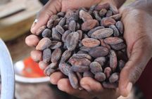 Mayan Chocolate Making & Waterfall Swimming From Placencia