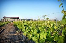Wine Route in Tequisquiapan with Transportation