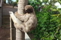 Half Day Roatan Sightseeing and Jungle Island Tour