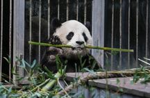Half Day Private Chengdu Panda Center Layover Tour 