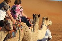 Wahiba Sands Safari with Wadi swimming and Camelride