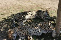 Cheetah Outreach Tour Somerset West, Gordon's Bay and Strand Beaches 
