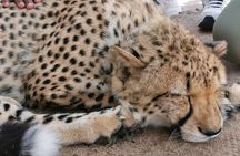Cheetah Outreach Tour Somerset West, Gordon's Bay and Strand Beaches 