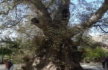 Safari Club: Minoan Route with Lunch